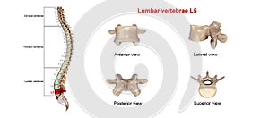 Lumbar vertebrae L5