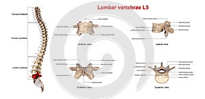 Lumbar vertebrae L5