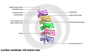 Lumbar Vertebrae_Lateral view