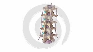 Lumbar Vertebrae with ligaments