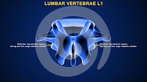 Lumbar vertebrae or lumbar spine bone L1