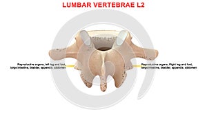 Lumbar vertebrae or lumbar spine bone L2