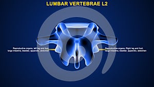 lumbar vertebrae or lumbar spine bone L2