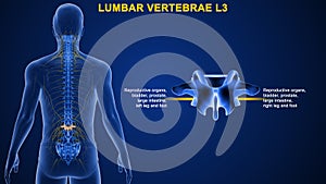 Lumbar vertebrae or lumbar spine bone L3