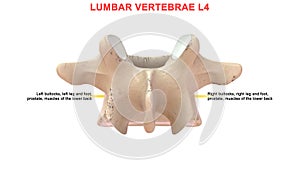 Lumbar vertebrae or lumbar spine bone L4