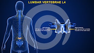 Lumbar vertebrae or lumbar spine bone L4