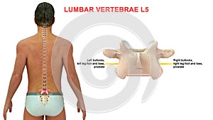 Lumbar vertebrae or lumbar spine bone L5