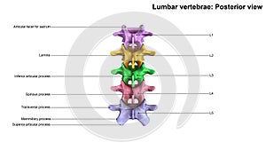 Lumbar Vertebrae_Posterior view