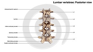 Lumbar Vertebrae_Posterior view