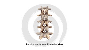 Lombare colonna vertebrale posteriore 