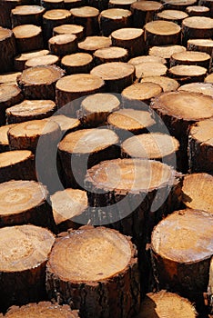 Lumber background of sawn trunks.