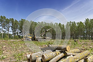 Lumber Industry - Crane Lifting Timber