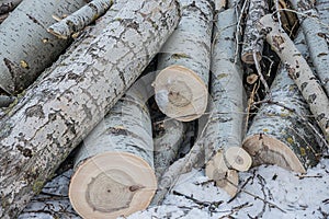 Sawnwood, lie on a snow log