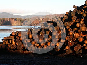 Lumber Pile