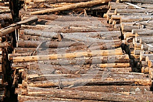 Lumber stacked in a large lumberyard ready for the mill and stacked horizontally in natural sunlight