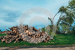 Lumber and timber wood industry, cut down fallen tree trunks stacked and ready for transport