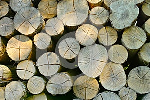 Lumber, wood and above with pile, forest and tree plant with deforestation and timber for firewood supply. Log, nature