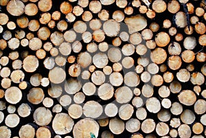 Lumber wood photo