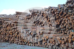 Lumber yard business timber stacked forest industry environment lumbering wood