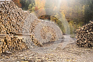 A lumber yard with large piles of prepared tree trunks with autumn forest in the background