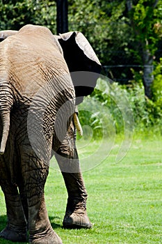 Lumbering Away Elephant