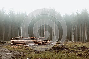 Lumbering. harvesting logs in the woods.