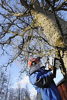 Lumberjack in action photo