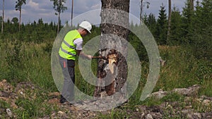 Lumberjack with ax near tree