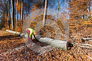 Lumberjack with chain saw