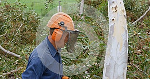 Lumberjack with chainsaw checking fallen tree before cutting 4k