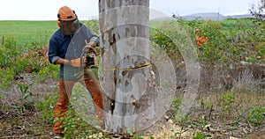 Lumberjack with chainsaw cutting tree trunk 4k