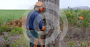 Lumberjack with chainsaw cutting tree trunk 4k