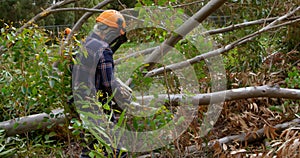 Lumberjack with chainsaw cutting tree trunk 4k