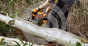 Lumberjack with chainsaw cutting tree trunk 4k