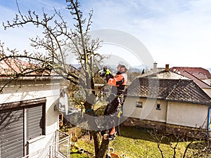 Lumberjack with chainsaw and harness pruning a tree.
