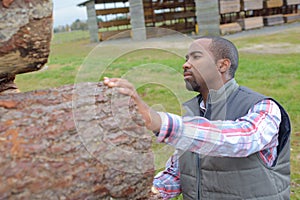 Lumberjack checking if wood trunk ready for lumbermill