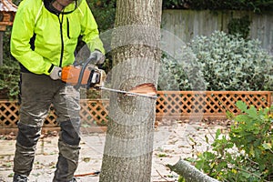 A lumberjack cuts a tree with a chain saw