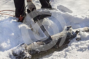 Lumberjack cuts a tree limb into pieces in a forest in the snow. Sawing felled tree into pieces