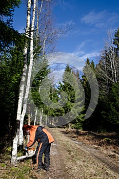 Lumberjack cutting a birch