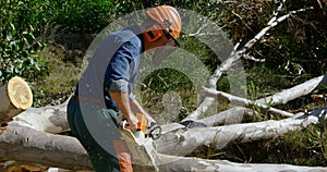 Lumberjack cutting fallen tree in the forest 4k