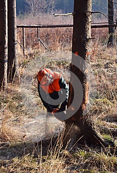 Lumberjack cutting standing tree photo