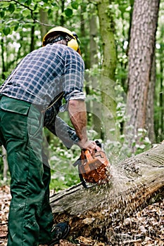 Lumberjack cutting tree