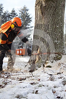 Lumberjack cutting tree