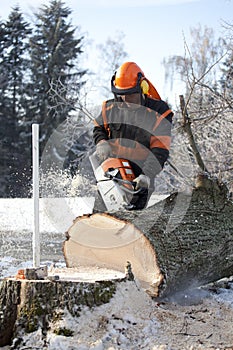 Lumberjack cutting tree