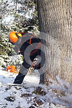 Lumberjack cutting tree