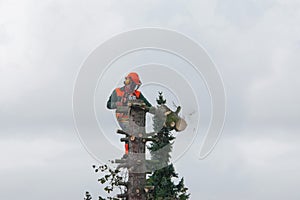 Lumberjack cutting a tree