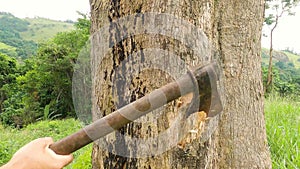 Lumberjack cutting tree with axe. Close up shot of an ax cutting tree