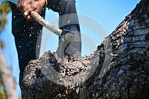 Lumberjack cutting tree with axe in the forest.