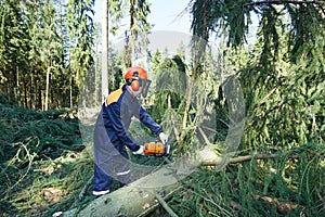 Lumberjack cutting tree branch in forest