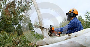 Lumberjack cutting tree branch in the forest 4k